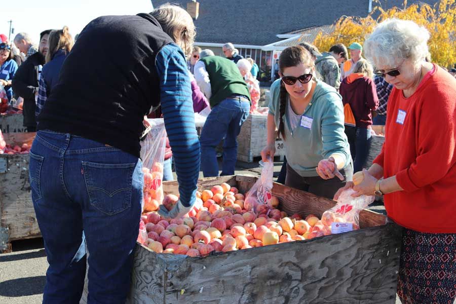 People of all ages filling bags of apples