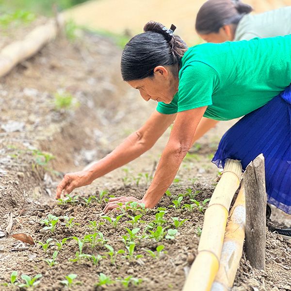 Woman bending over a hillside seedbed, thinning rows of young seedlings by hand.